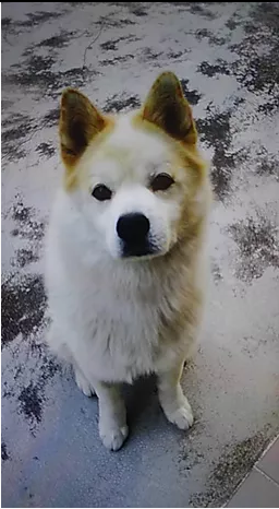 編號: 20150203 Ken