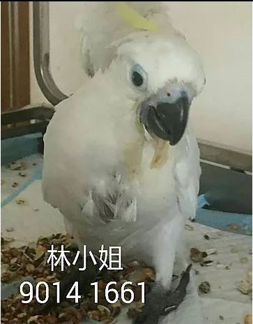 編號: 20150204 小B