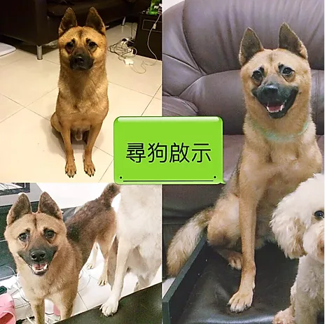 編號: 20150239 仔仔