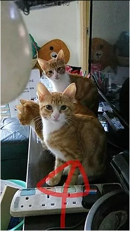 編號: 20150286 Ginger