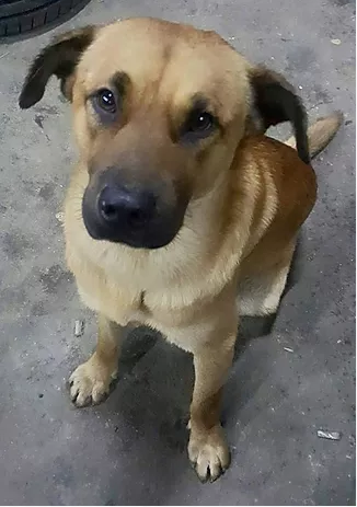 編號: 20150291 肥仔