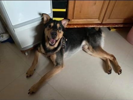 ​​編號：20151118 德仔