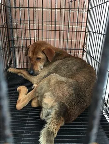 編號: 20150338 甜甜