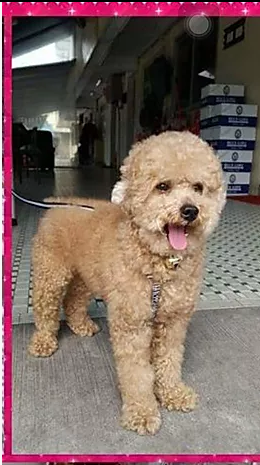 編號: 20150341 叉燒