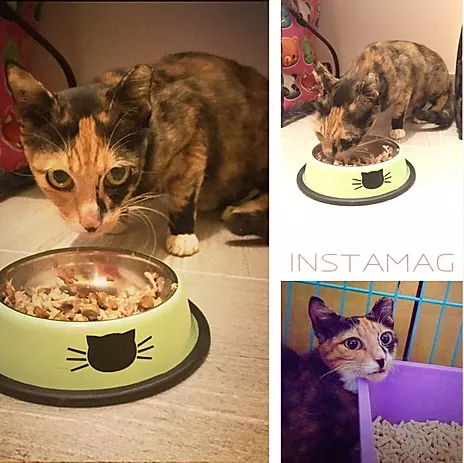 編號: 20150421 貓豬