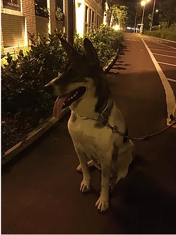 編號: 20150508 Nyx