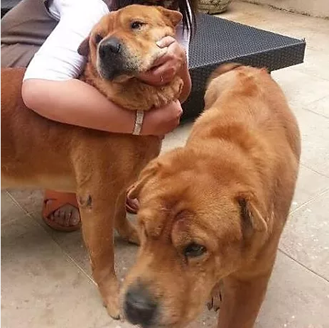 編號: 20150525 鬆翼