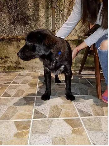 編號: 20150548 長毛