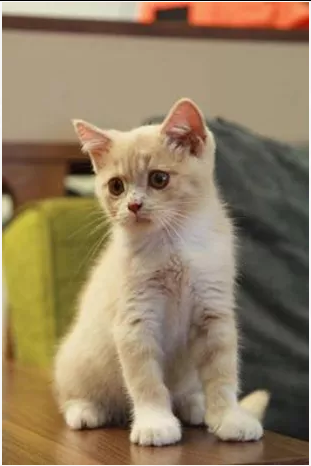 編號: 20150549 Din Din