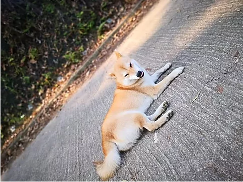 編號: 20151071 妹妹